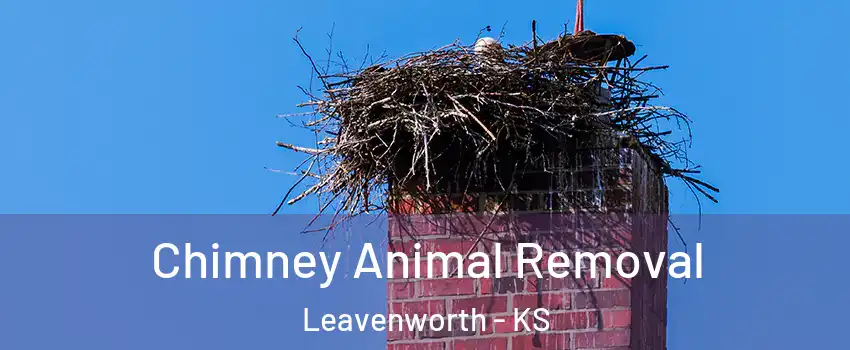 Chimney Animal Removal Leavenworth - KS