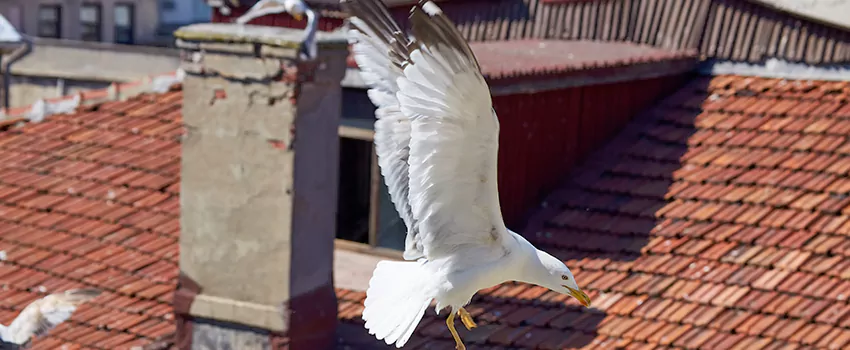 Residential Chimney Animal Removal Solution in Leavenworth, KS