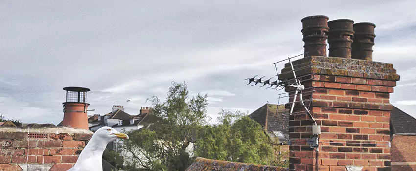Chimney Cleaning And Restoration in Leavenworth, Kansas